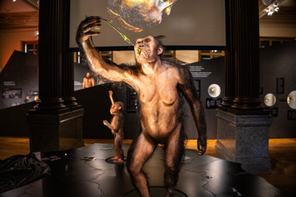 Originály fosilií Lucy a Selam v Národním muzeu, zdroj Národní muzeum