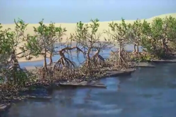 Rhizolith Island