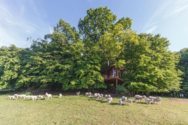 Tree House